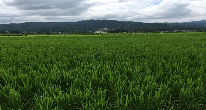 とはいえ、農業初体験で右も左も分かりません。蔵人の経験者に教えてもらいながらの農業です。